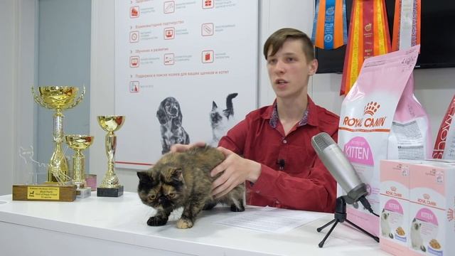 ЭКЗОТИЧЕСКАЯ КОРОТКОШЕРСТНАЯ. ПРЕЗЕНТАЦИЯ ПОРОДЫ.