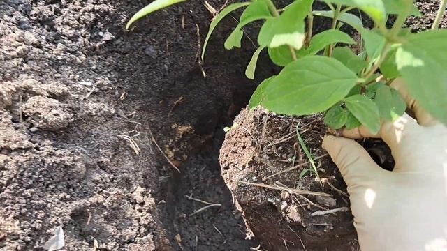 Посадка метельчатой гортензии с ЗКС в открытый грунт