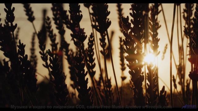 Эти виды и звуки вскружат голову - The Sadness of a Slinky Dog -- A Tape Full of Mistakes -- Dusts
