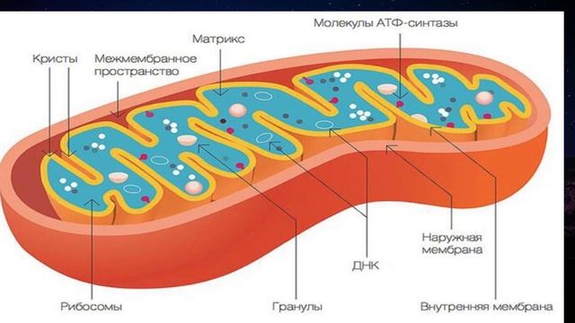 Саркопения: невидимый враг после 60. Как спасти мышцы и здоровье?