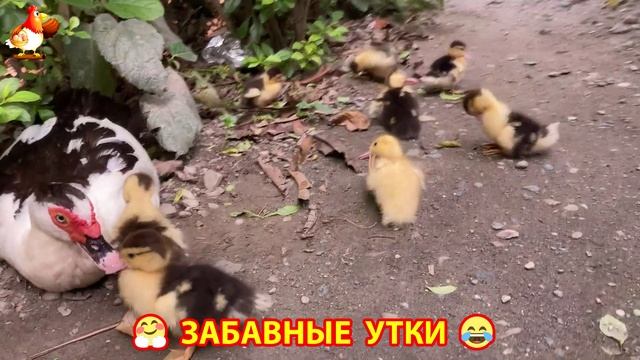 Забавные утки мускусные и пекинские на свободном выгуле ч.(76) ❣️🤗😂