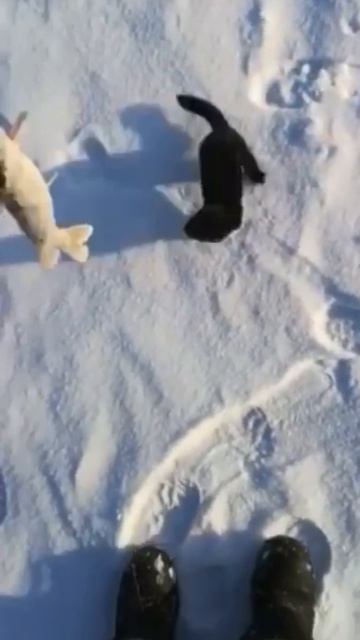 норка