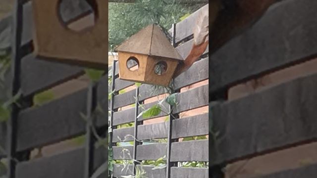 VID_20250619_194758.mp4