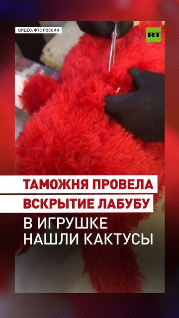 Таможенники нашли черенки кактусов внутри Лабубу