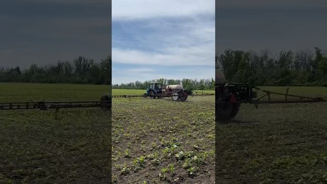 Провели обработку в рамках полевых испытаний на кукурузе в хозяйстве АО «АГРОКОМПЛЕКС «РАССВЕТ».