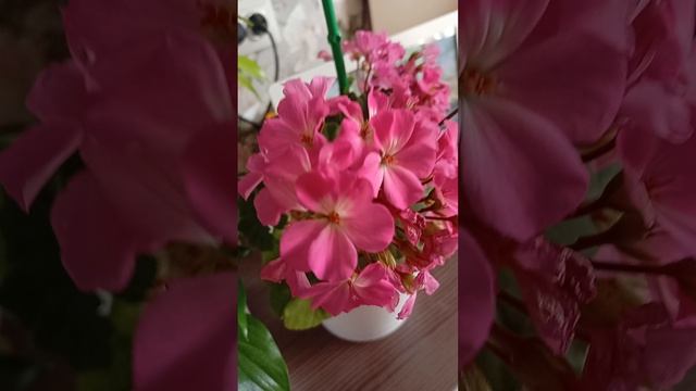 Герань нано Розовая