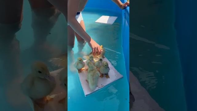 всем хочется в бассейн ☺️