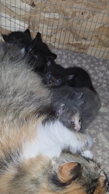 Бездомная кошка приняла чужих котят