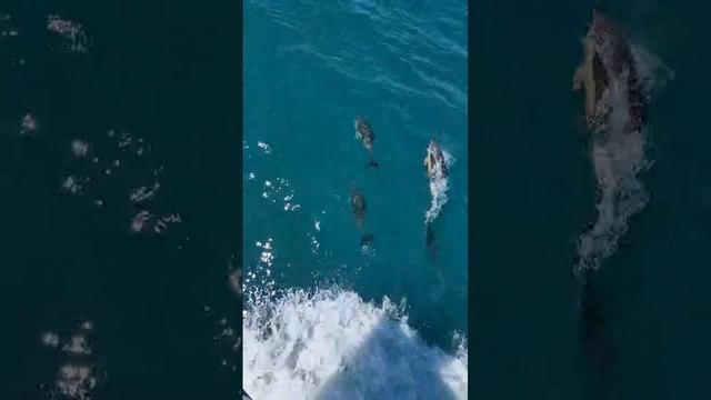 Дельфины в Черном море!