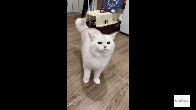 ПУШИСТЫЕ ЗЛЮКИ