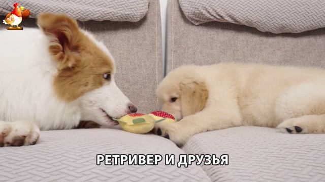 Золотистый ретривер и его друзья милые питомцы 🐕 выпуск (112)