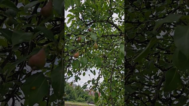 1000004843.mp4   ПРОГУЛКА