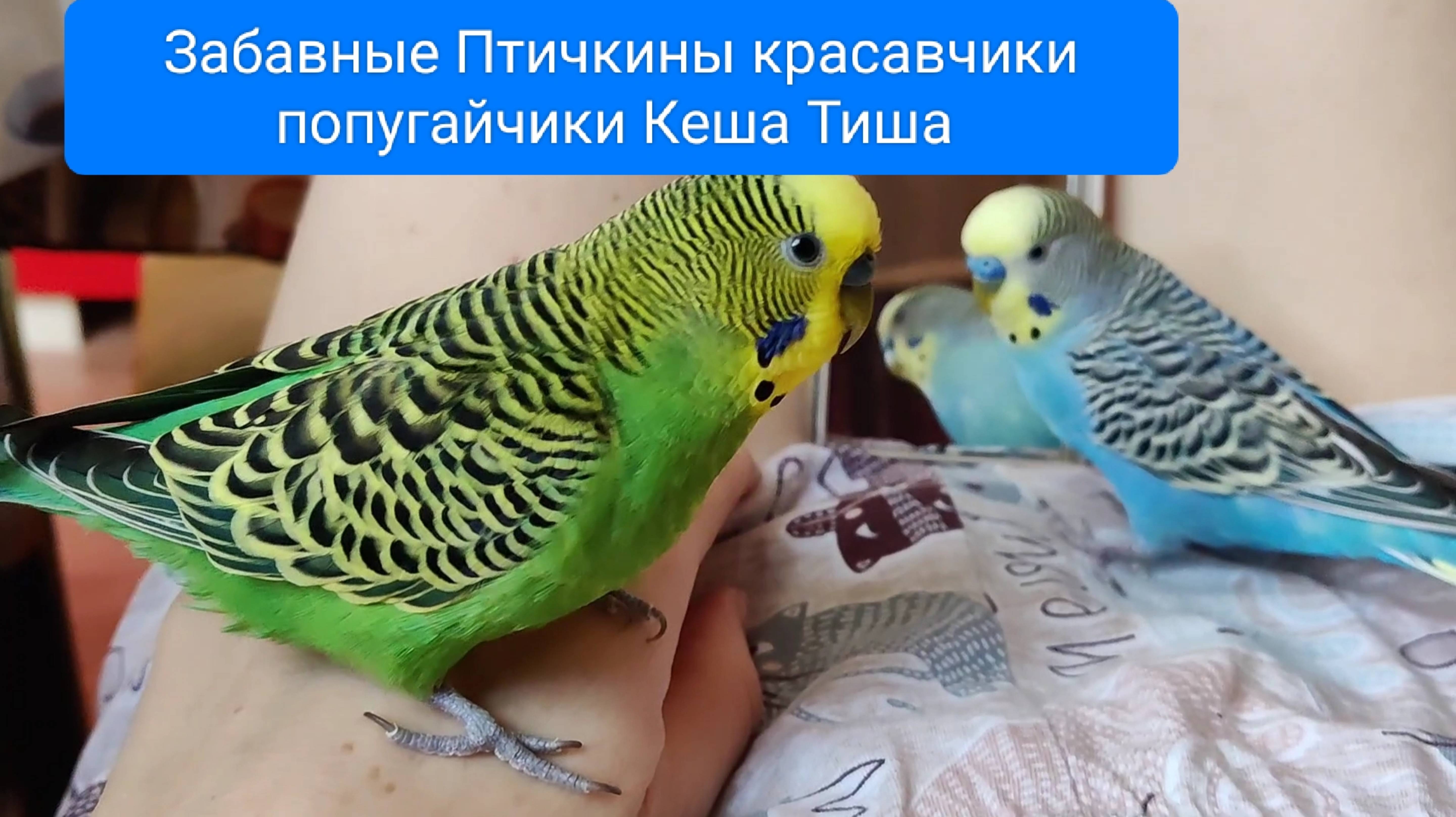Кеша Тиша забавные малыши