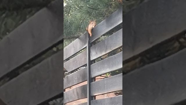 VID_20250619_174246.mp4