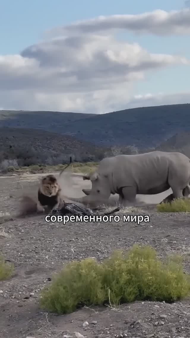 Носороги: живые танки на грани вымирания🦏