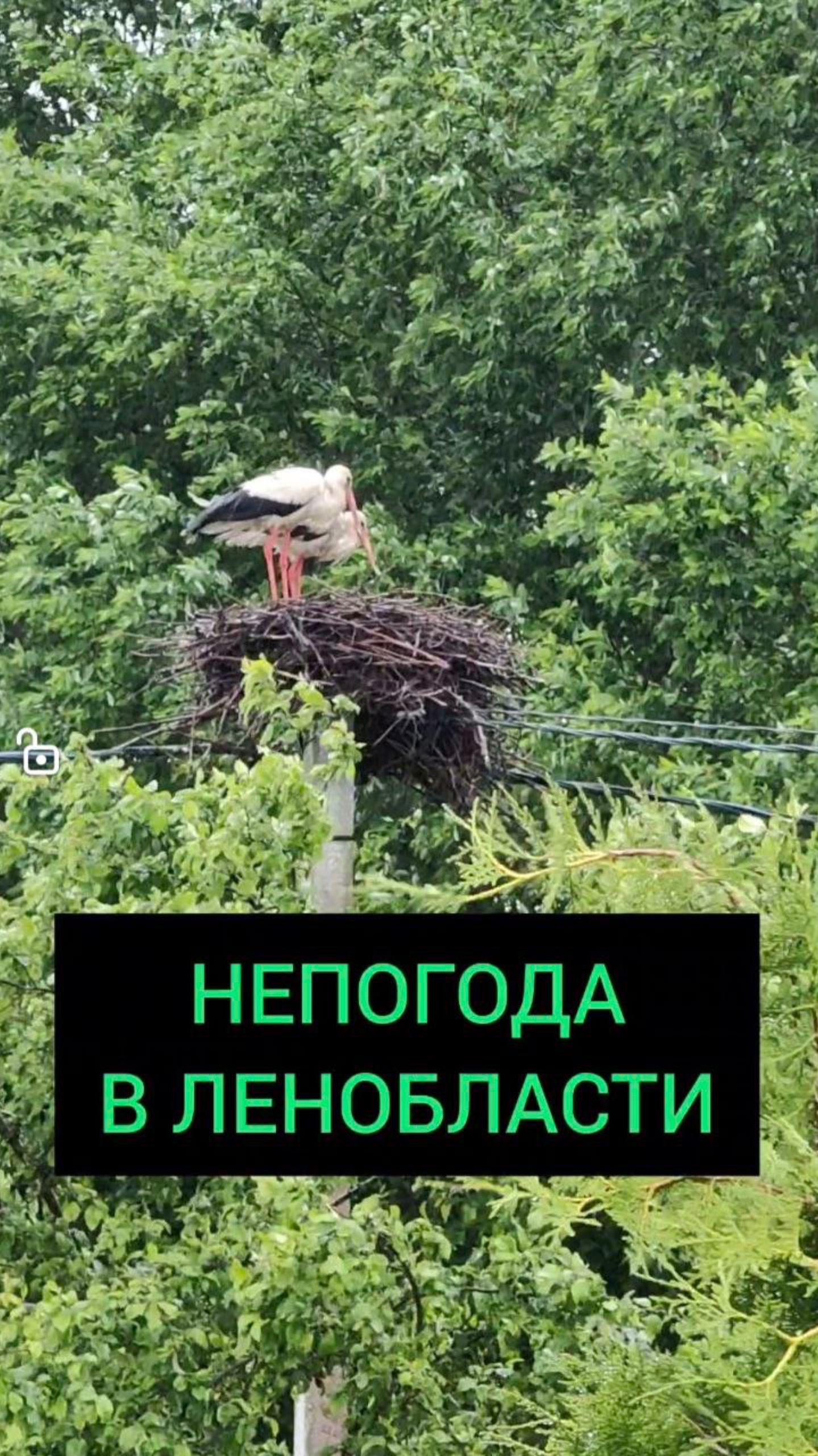 Непогода у Ленобласти.mp4