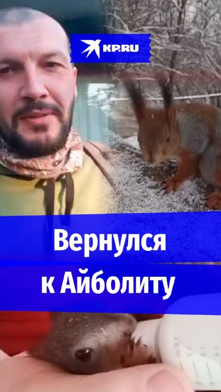 Бельчонок после выздоровления вернулся к зоологу