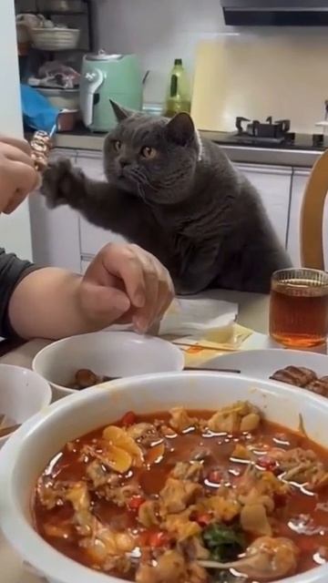Мне мне мне. #прикол #прикольно #смех #смешно #котики #юмор #животные #топ