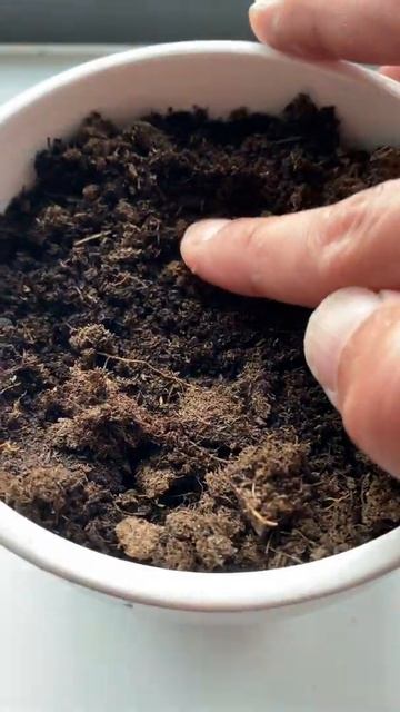 Grow Peanut Plants w/ Peanuts! | creative explained