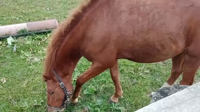 лошадь посётся