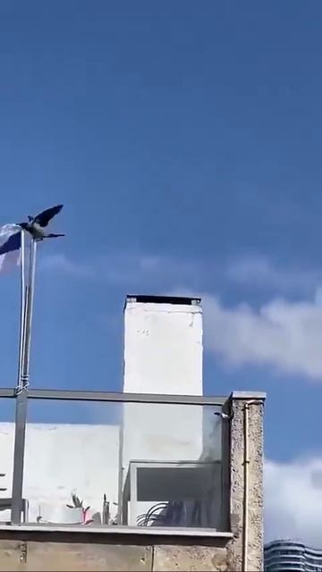 Новое_секретное_оружие_Ирана_боевые_вороны!Умные.mp4