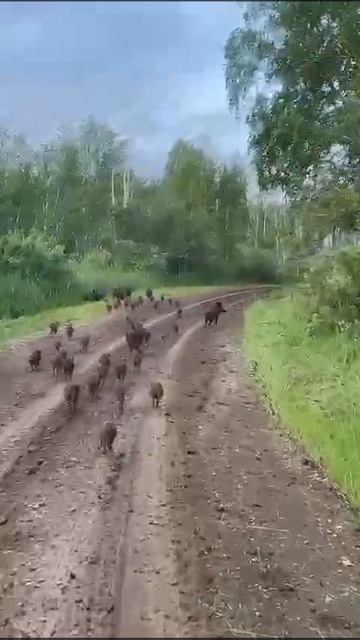 Дикая семья поросят