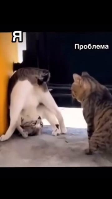 Мир под другим углом наглядно 🤣