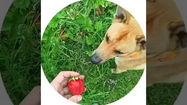 клубничка для друга
