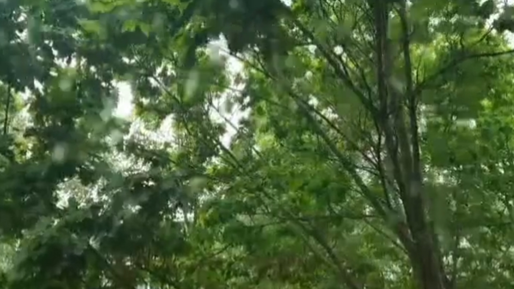 ЛЕС ОТРАЖАЕТСЯ В РЕКЕ КАК В ЗЕРКАЛЕ ..🎶