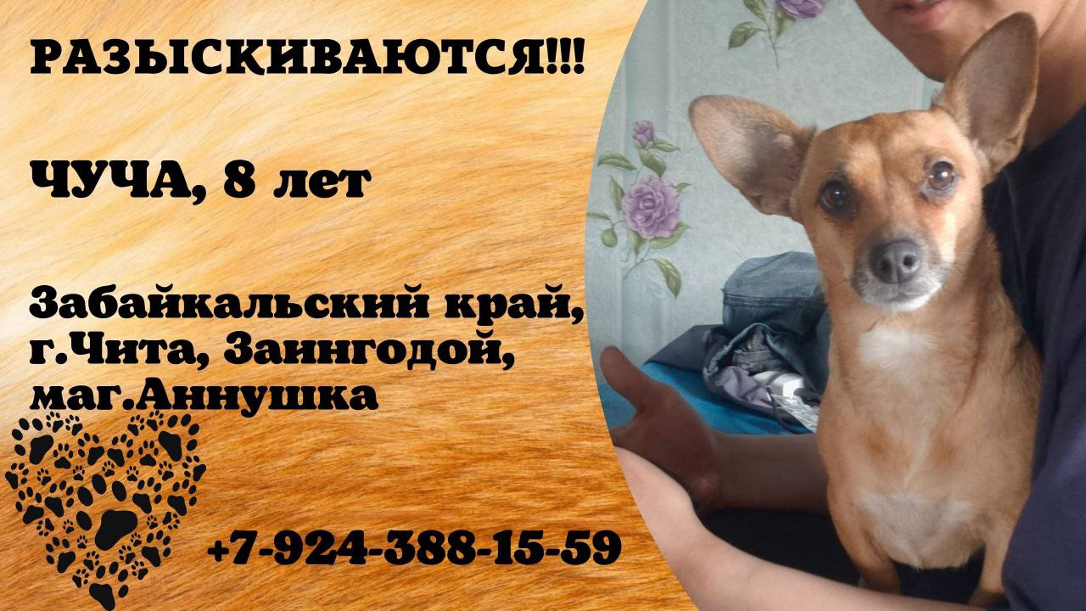 Пропала собака! ЧУЧА. 8 лет. Забайкальский край, г.Чита