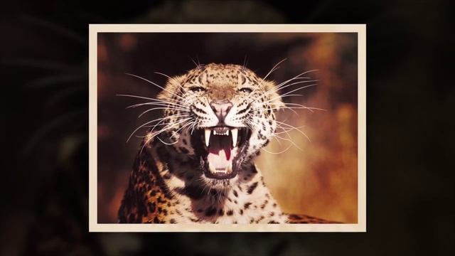 Ambra - Spirit Of Silence