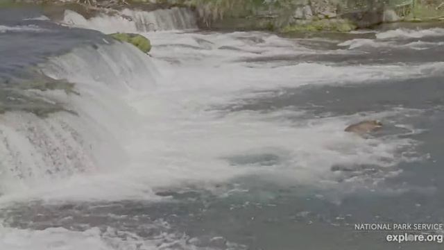 Мишка заметил рыбу- спешит к водопаду