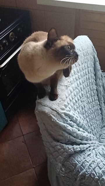 Сиамская кошка