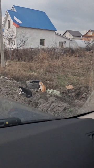 #личность #мечта #жизнь #богатство #cat #развитие #видосыоткота #котики #веселыекоты #кот