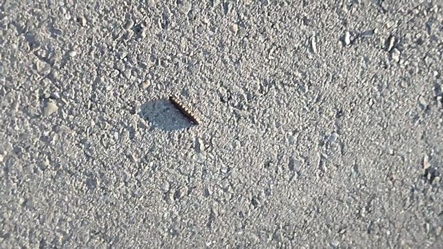 Какая разнообразная наша природа