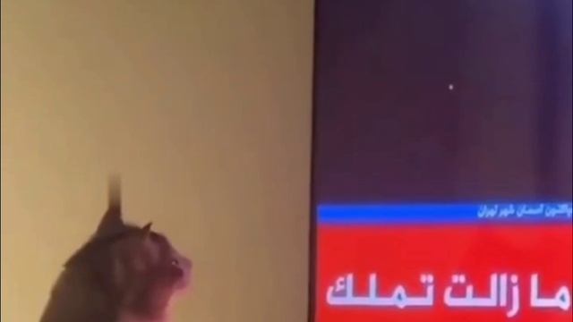 Иранский кот-ПВОшник!🤣🤣🤣