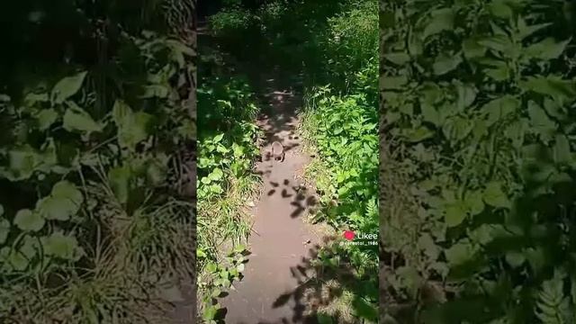 Ëжик в перед тебя