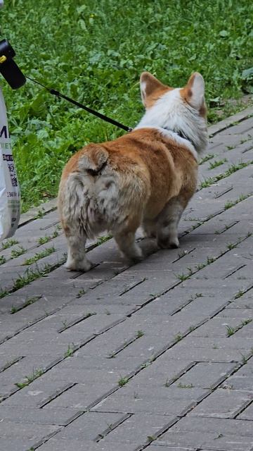 #собачки #корги #reels #margo #short #shorts #shortvideo #shortsvideo #dog #dogs #doglife #dogvideo