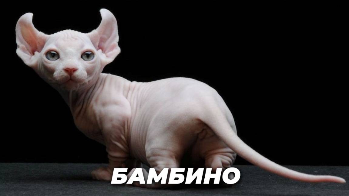 Бамбино
