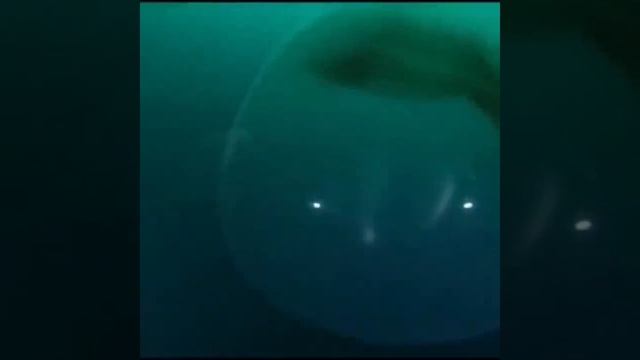В Норвежском море водолазы нашли огромное яйцо диаметром 2 метра. Эта сенсационная находка шокировал