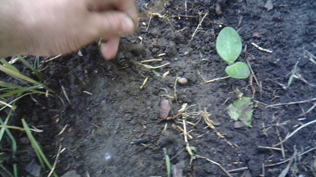 Обзор нашего кабачка сорта "Куркузелле"