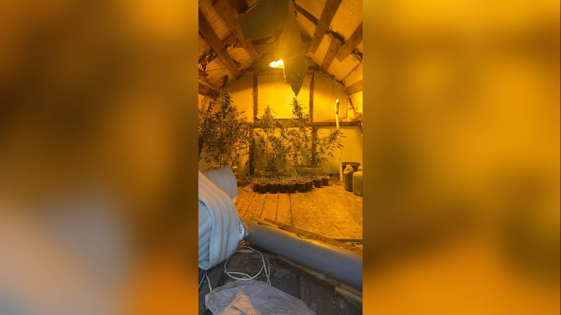 НАРКОТИКИ, КОТОРЫЕ ЖИВУТ НА ЧЕРДАКЕ…