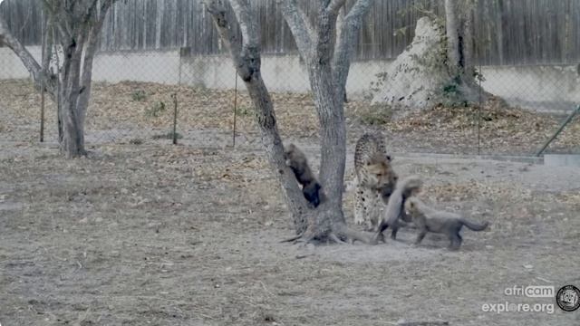 Веселые котята уже подросли- бегают, на дерево залазят