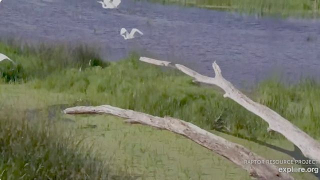 Цапли отдыхали но увидели белого орлана- улетели.Птичка опять пристает к птице