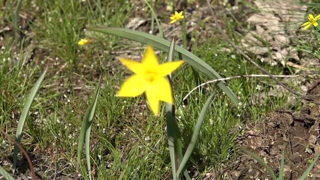 ФМТД Бортанический сад - 60 лет