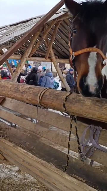Конный двор мечтатель бийск