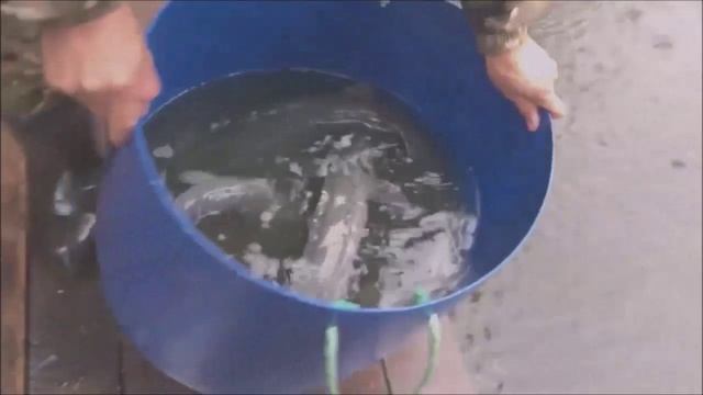 Запуск 70 кг. осетра в Нижний пруд. Клёвое место Лосиный остров.