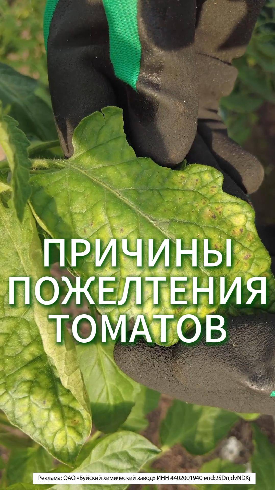 ТОМАТЫ НАЧАЛИ ЖЕЛТЕТЬ - МАГНИЕВЫЙ ХЛОРОЗ! КАК БОРОТЬСЯ С ХЛОРОЗОМ