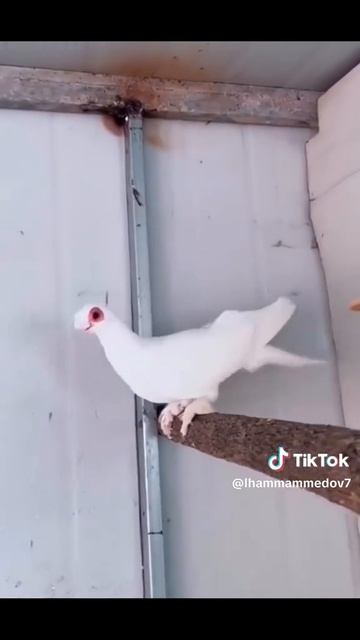 1000008510.mp4