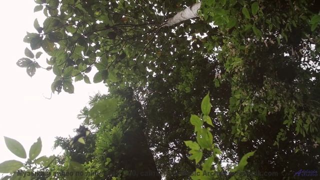 Волны музыки накрывают вместе с облаками и лесами - Disturbing Hybrid -- One Man Book -- Life is a L